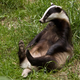 Illustration for article titled Drunken German Badger Blocks Traffic